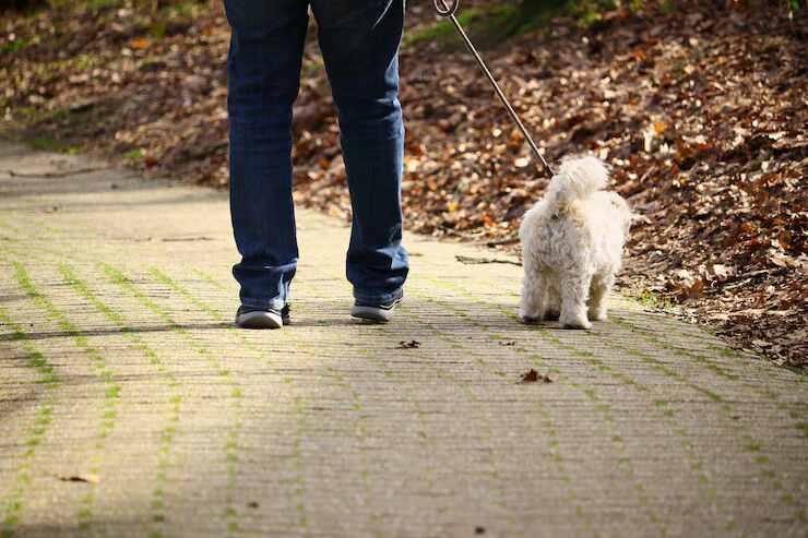 Dog Walking Services in Noida