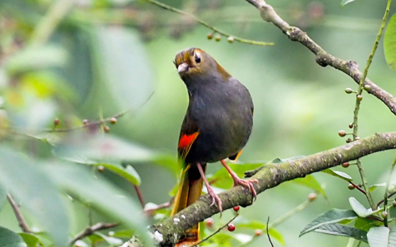 Sichuan birding tours