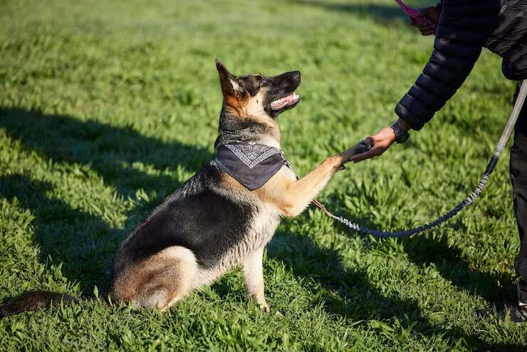 Dog Trainer in Amritsar