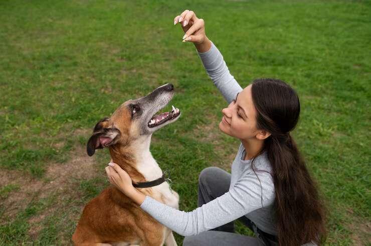 Dog Trainer in Kochi