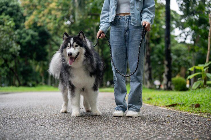 Dog Walking Services in Amritsar