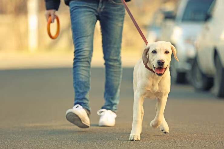 Dog Walking Services in Chandigarh