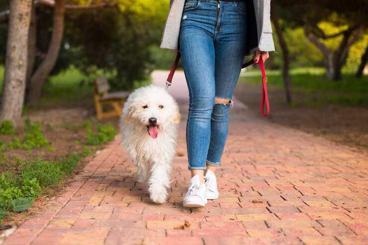 Dog Walking Services in Kochi