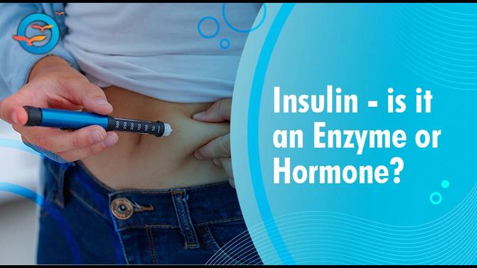  insulin hormone or enzyme