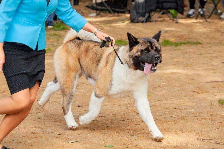 Dog Training Service in Jaipur
