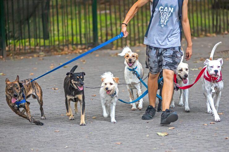 Dog Walkers in Kolkata