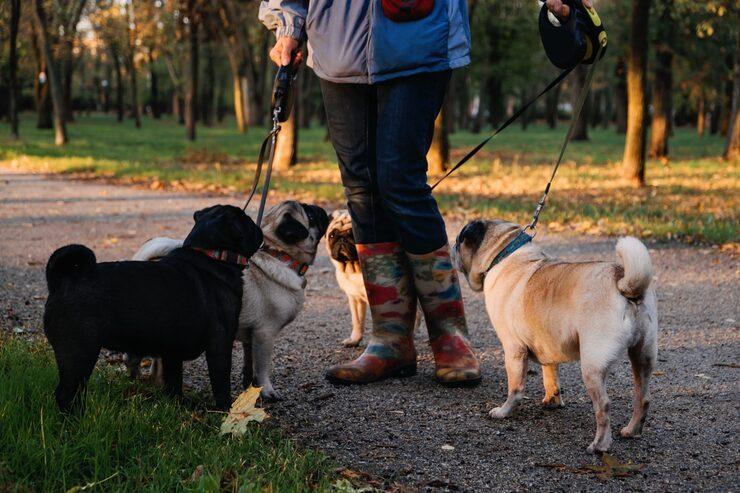 Dog Walkers in Lucknow