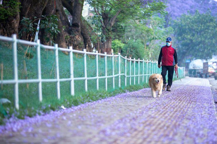 Dog Walkers in Noida