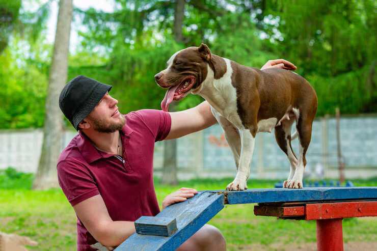 Dog Training Service in Faridabad