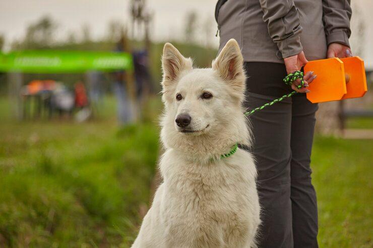 Dog Training Service in Kochi
