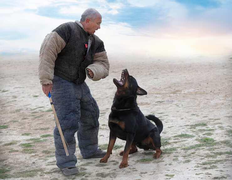 Dog Training Service in Surat