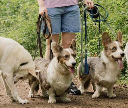 Dog Walkers in Agra