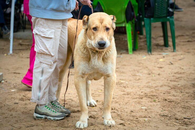 Dog Walkers in Amritsar