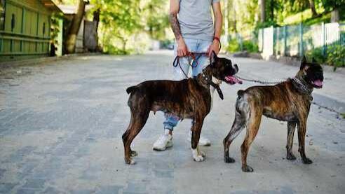 Dog Walkers in Bhopal