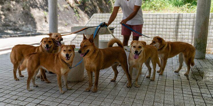 Dog Walkers in Nagpur