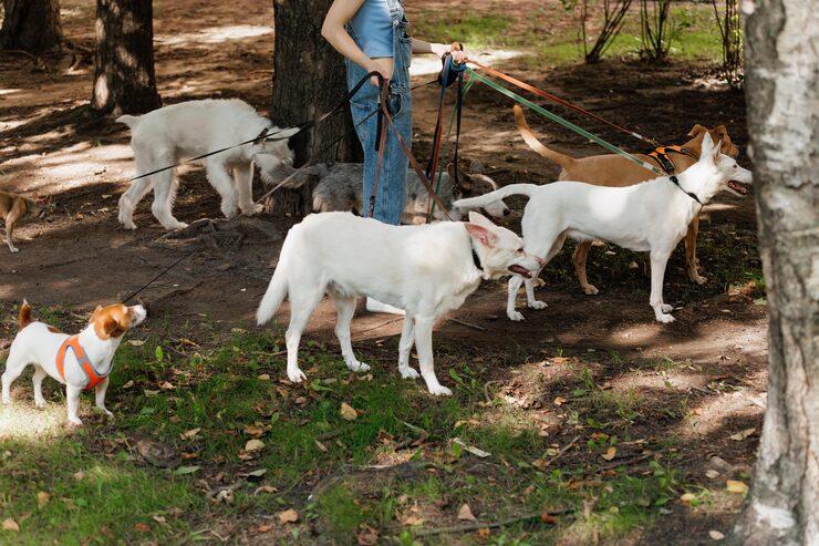 Dog Walkers in Patna