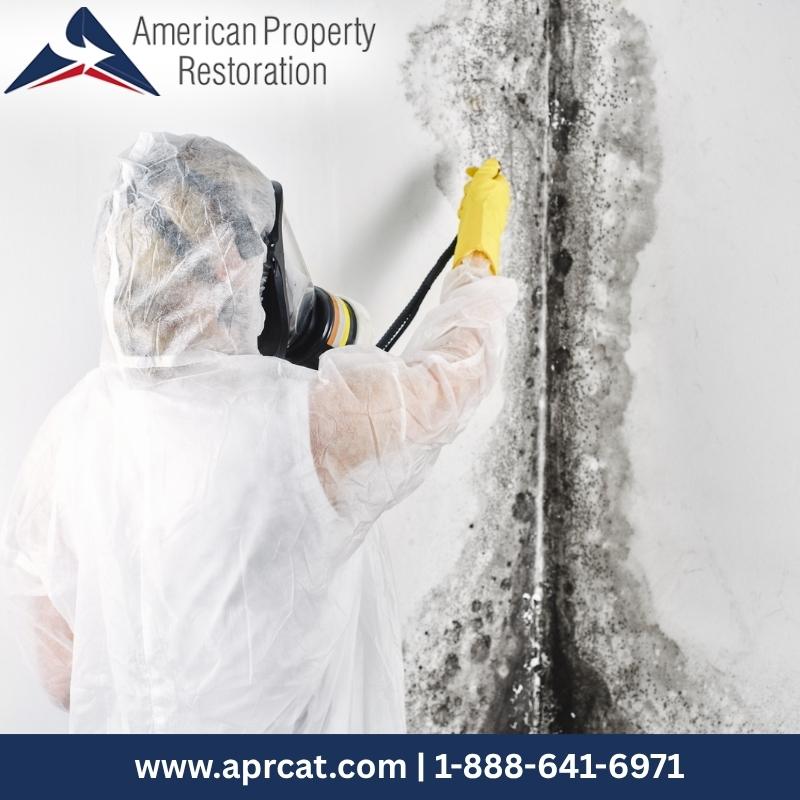 Mold Remediation Madison